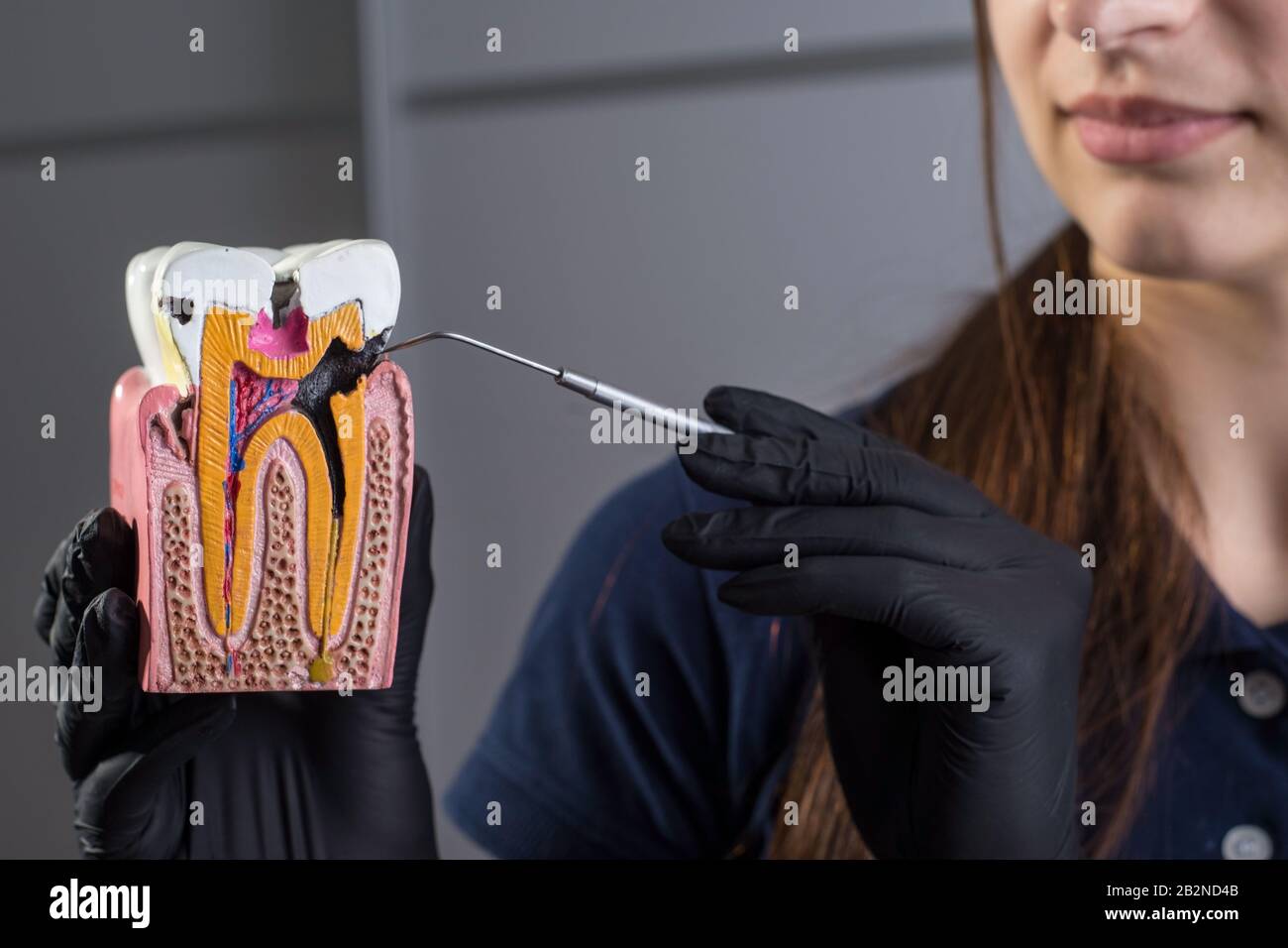 Close-up of a dentist doctor, smiling, wearing gloves, holding in his hand a dental instrument for examination, and a dummy of human jaws showing on t Stock Photo