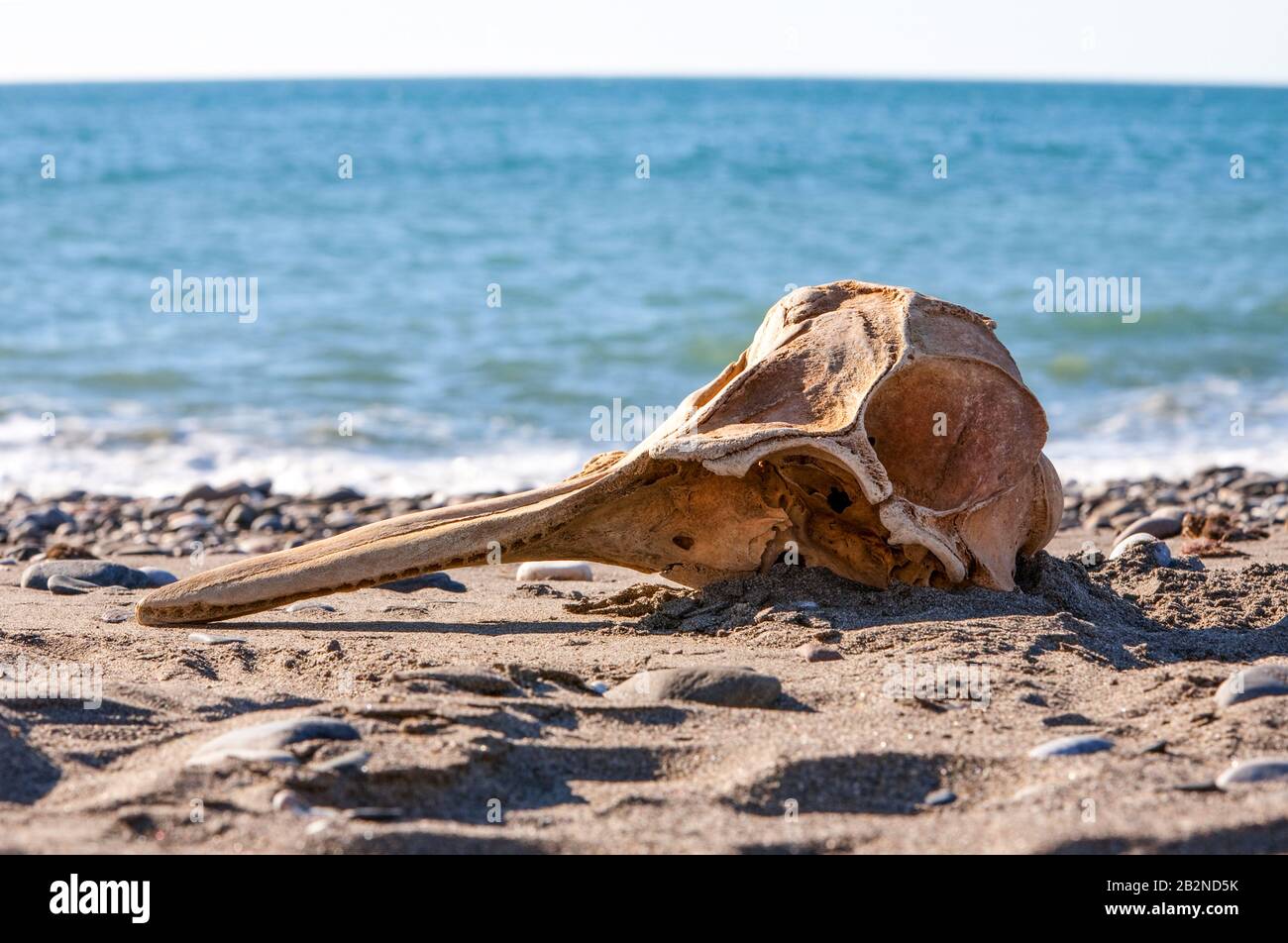 Detail From A Dead Animal Head On The Beach Close Up Stock Photo Alamy