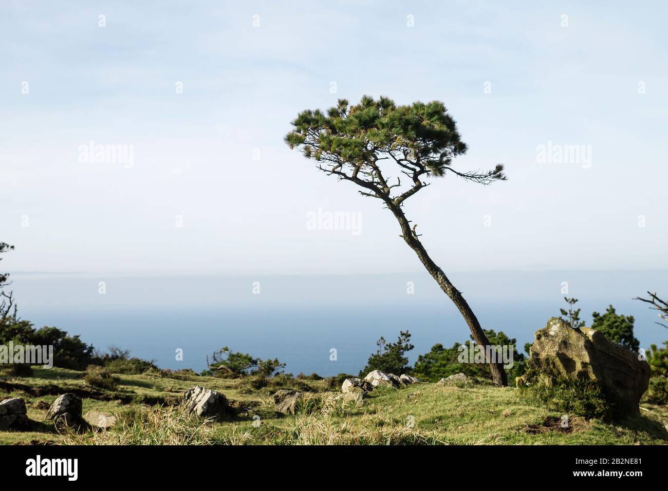 Pinus thunbergii or japanese black pine growing in the atlantic coastline Stock Photo