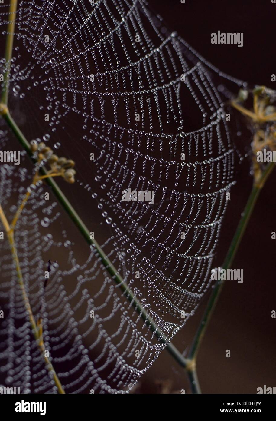 Cobweb with dew drops in the early morning Stock Photo