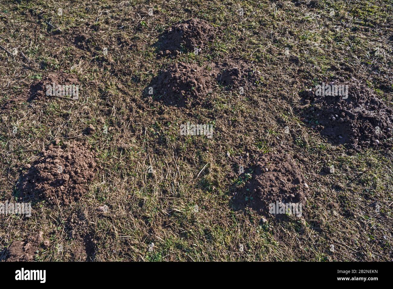 Mole Tunnels High Resolution Stock Photography and Images Alamy