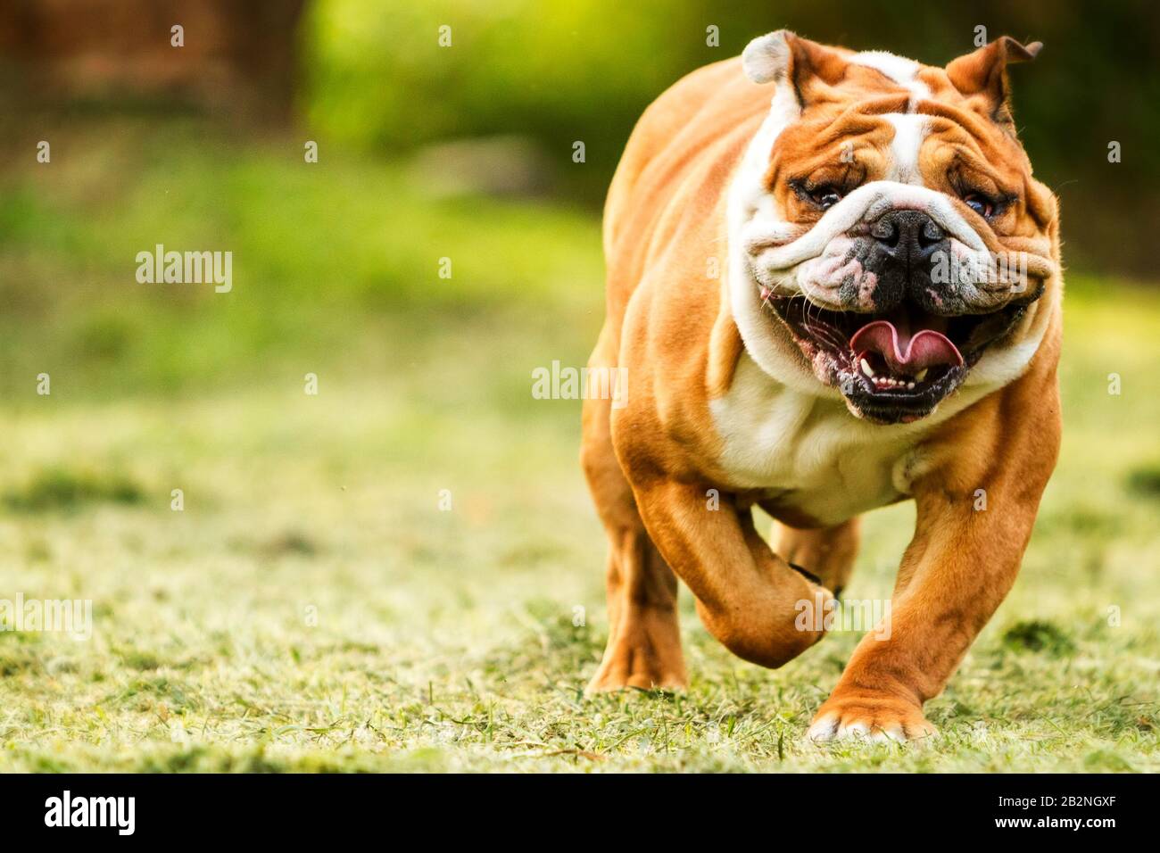 Wrinkled face hi-res stock photography and images - Alamy
