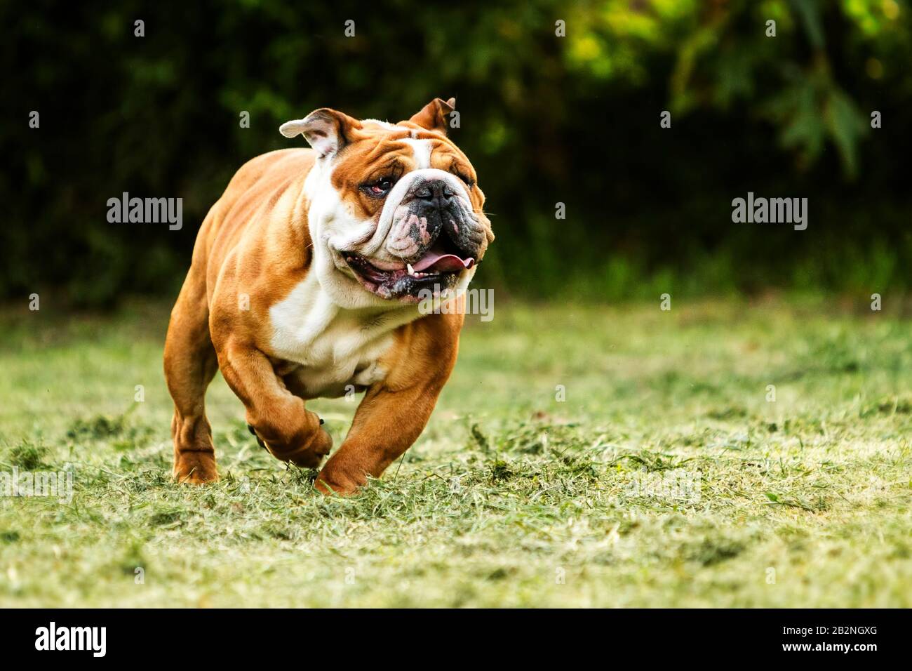 Adult Male Purebred English Bulldog Running Toward The Camera Low Angle  Stock Photo - Alamy