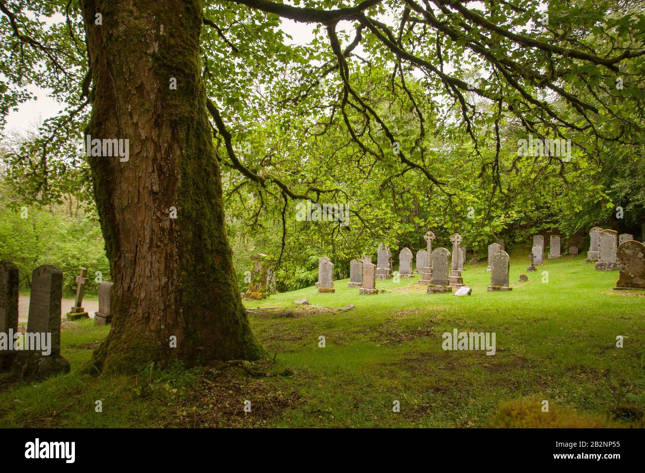 Tombs behind a giant oak tree near Rob Roy's tomb, Balquhidder, Scotland Stock Photo