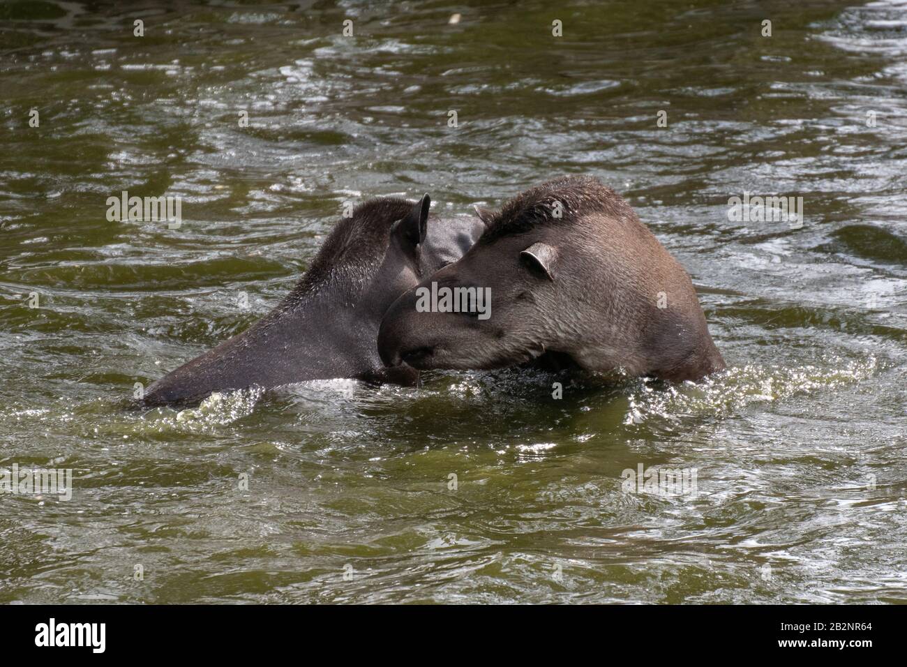 Two Tapirs High Resolution Stock Photography and Images - Alamy