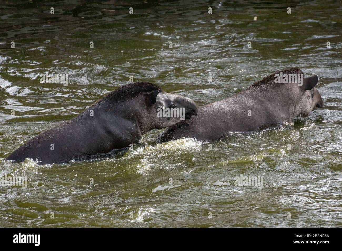 Portrait of two South American tapirs fighting and splashing in the water Stock Photo