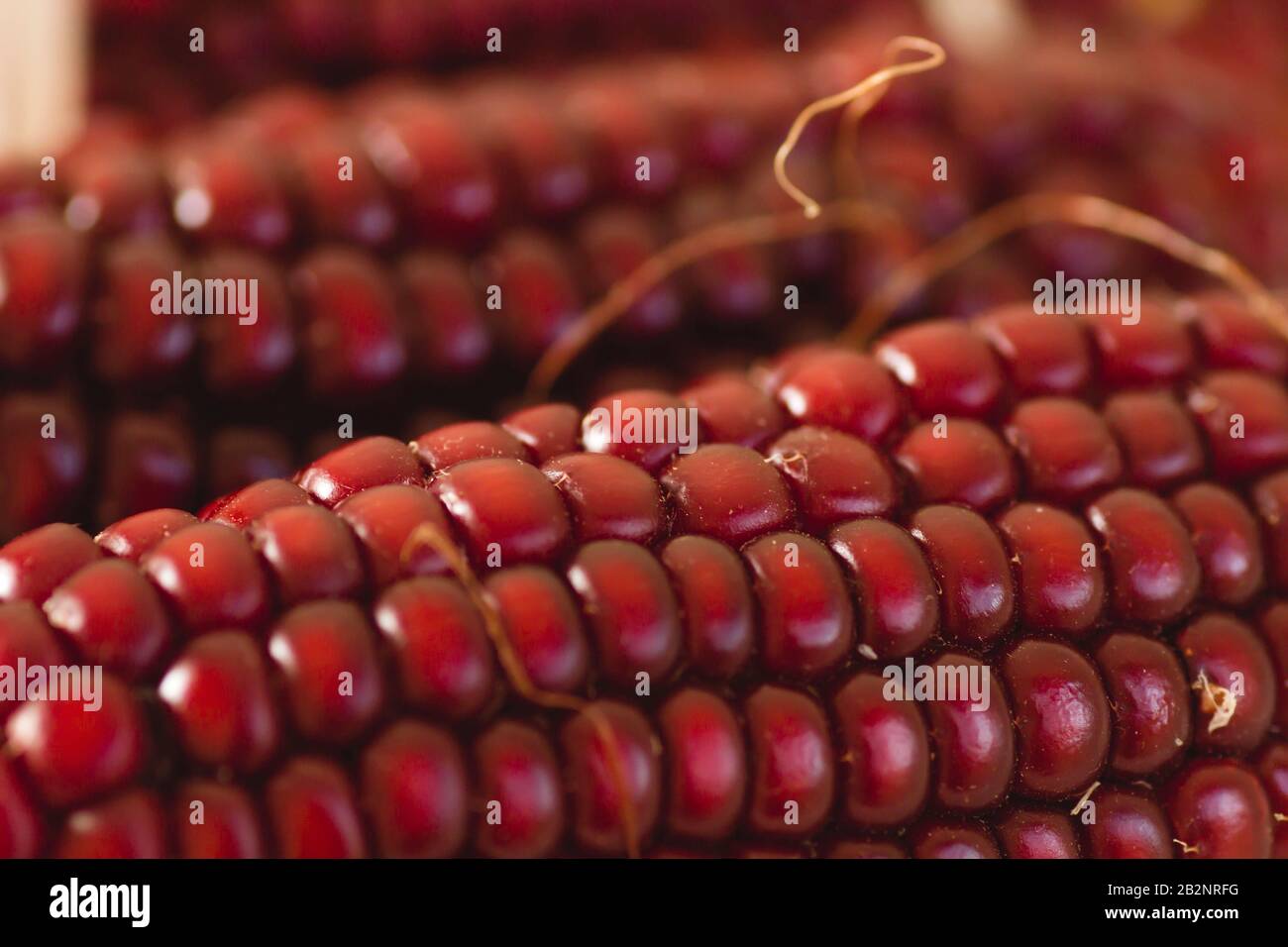 Ear of red maize close up Stock Photo - Alamy