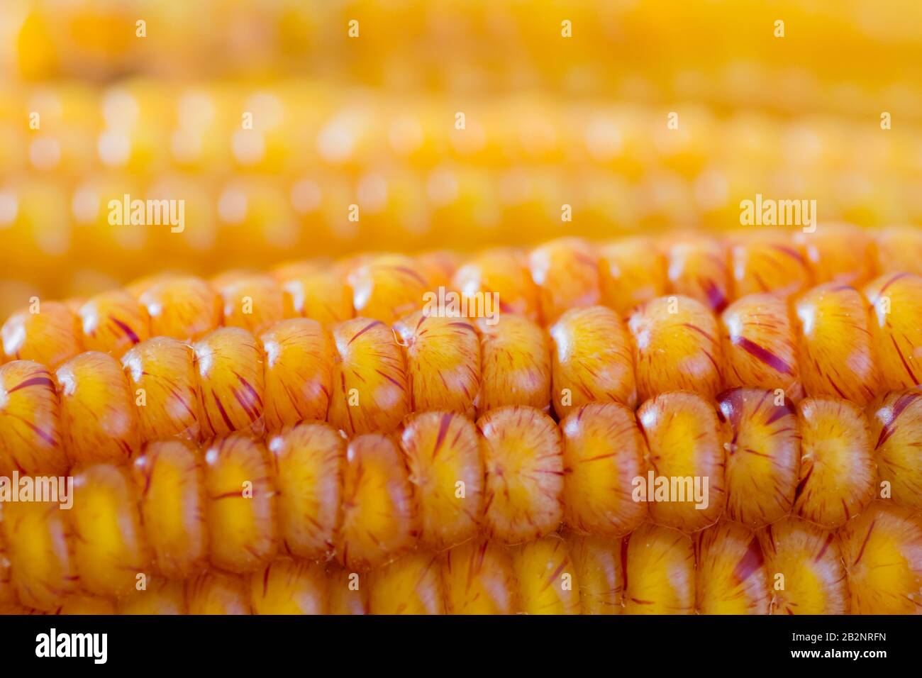 Ear of maize hi-res stock photography and images - Alamy