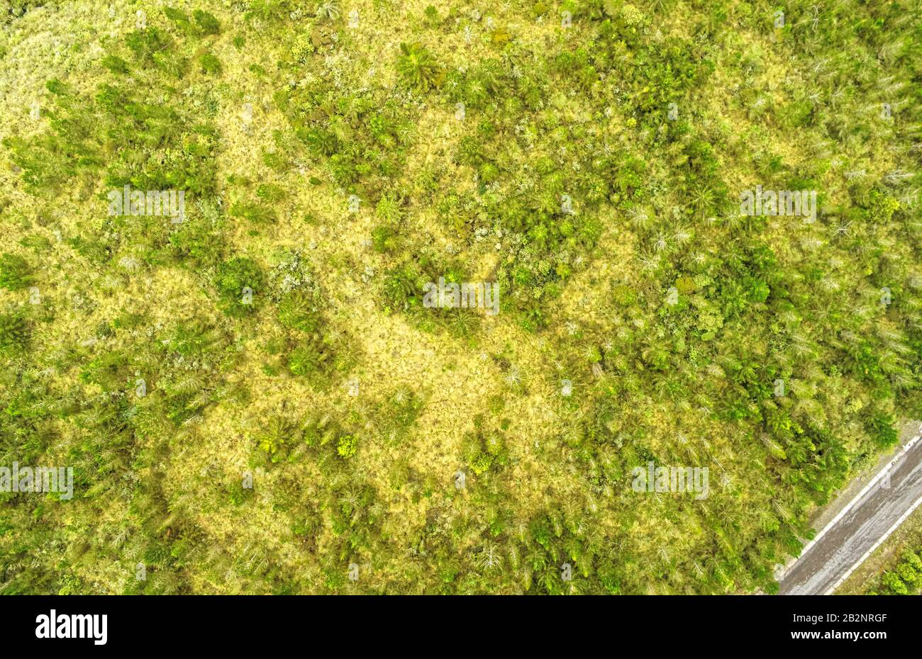 High country vegetation hi-res stock photography and images - Alamy