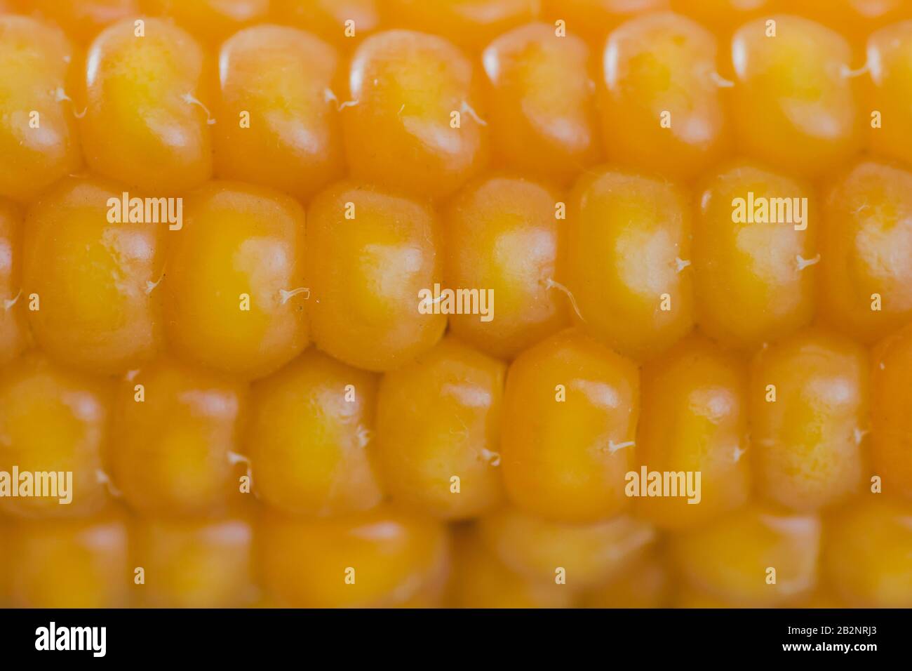 Ear of maize hi-res stock photography and images - Alamy