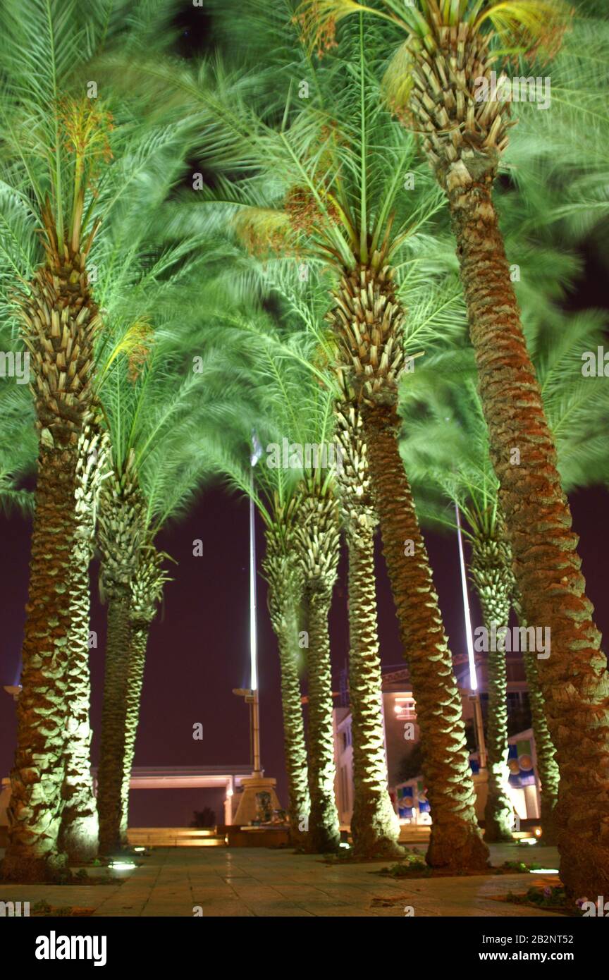 Palm trees in Jerusalem Stock Photo Alamy