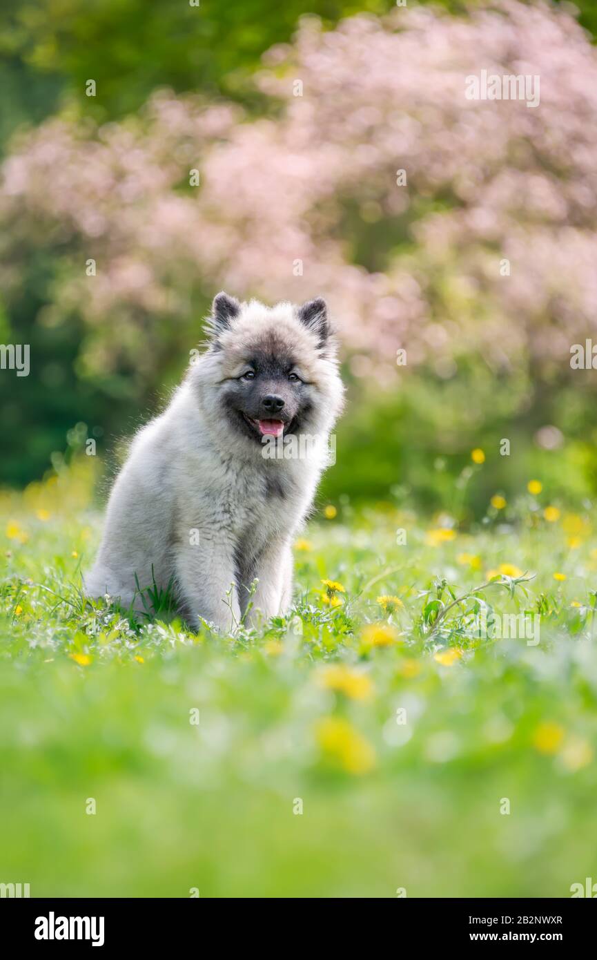 Keeshond dog puppy sitting in a colorful spring meadow with yellow dandelion flowers in front of a flowering tree, breed also called German Wolfspitz Stock Photo