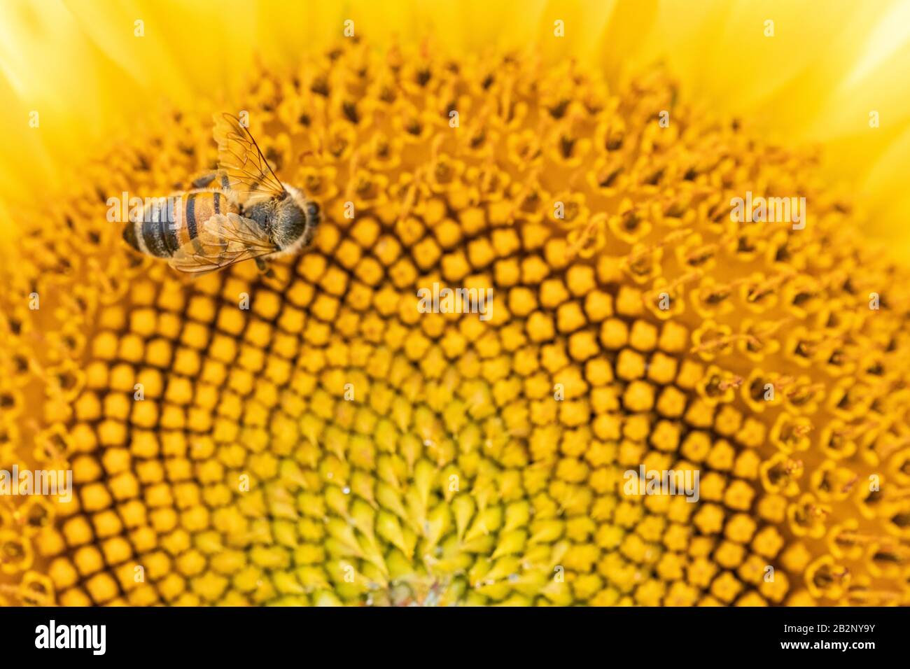 A Bee feeding on a sunflower in Provence, France Stock Photo