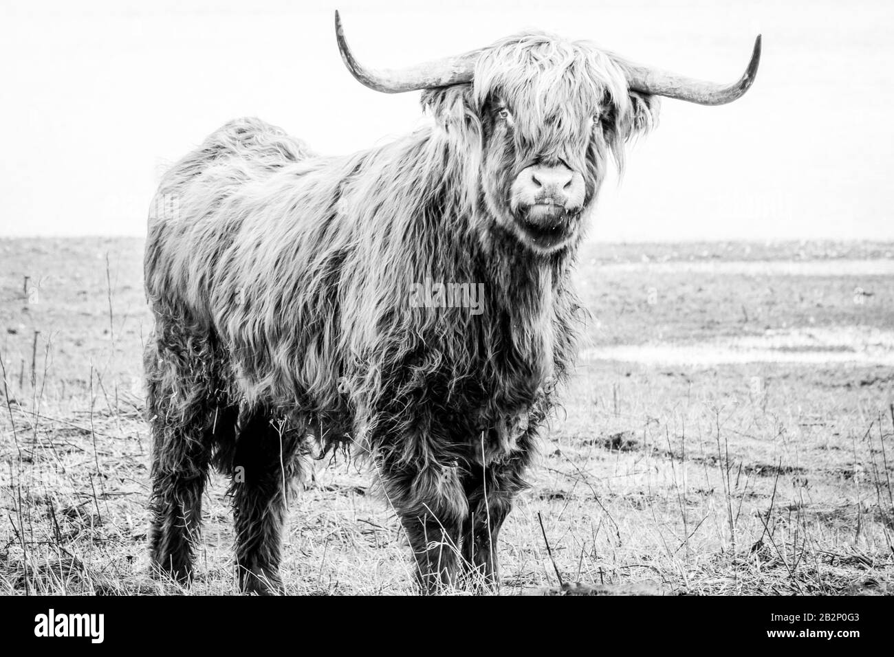 Scottish highlander a beautiful wild cow with huge horns in the swampy grass near the rainy river IJssel in the nature reserve near Fortmond, the Neth Stock Photo