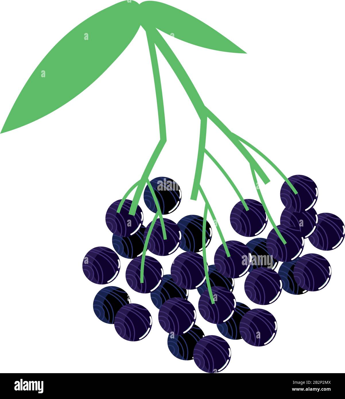 blueberry exotic fruits flat style Stock Vector Image & Art Alamy