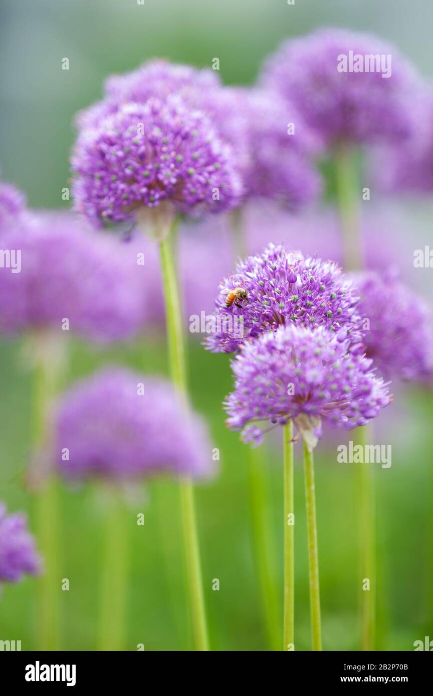European honey bee, Apis mellifera, pollinating keeled garlic, Allium carinatum subs. pulchellum ‘Tubergen’ Stock Photo