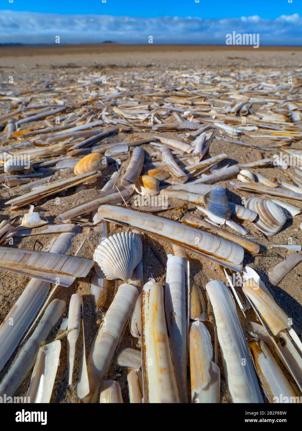 Razor Shell Ensis siliqua on Titchwell beach Norfolk Stock Photo