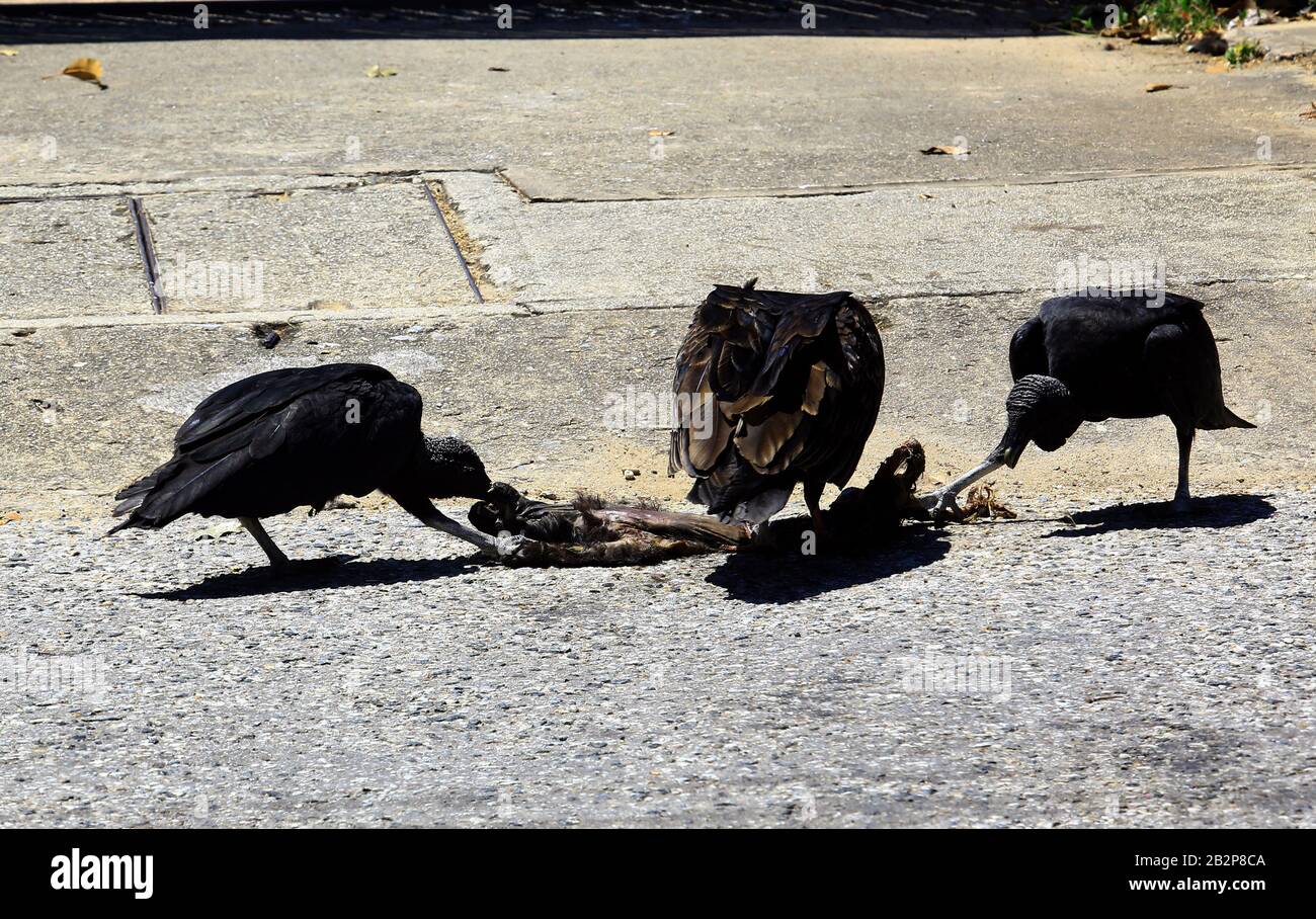 Valencia, Carabobo, Venezuela. 3rd Mar, 2020. March 03, 2020. A group of  zamuros (Cathartidae) eat from the corpse of a black  Zamuros, as,  are known in Venezuela or American vultures feed