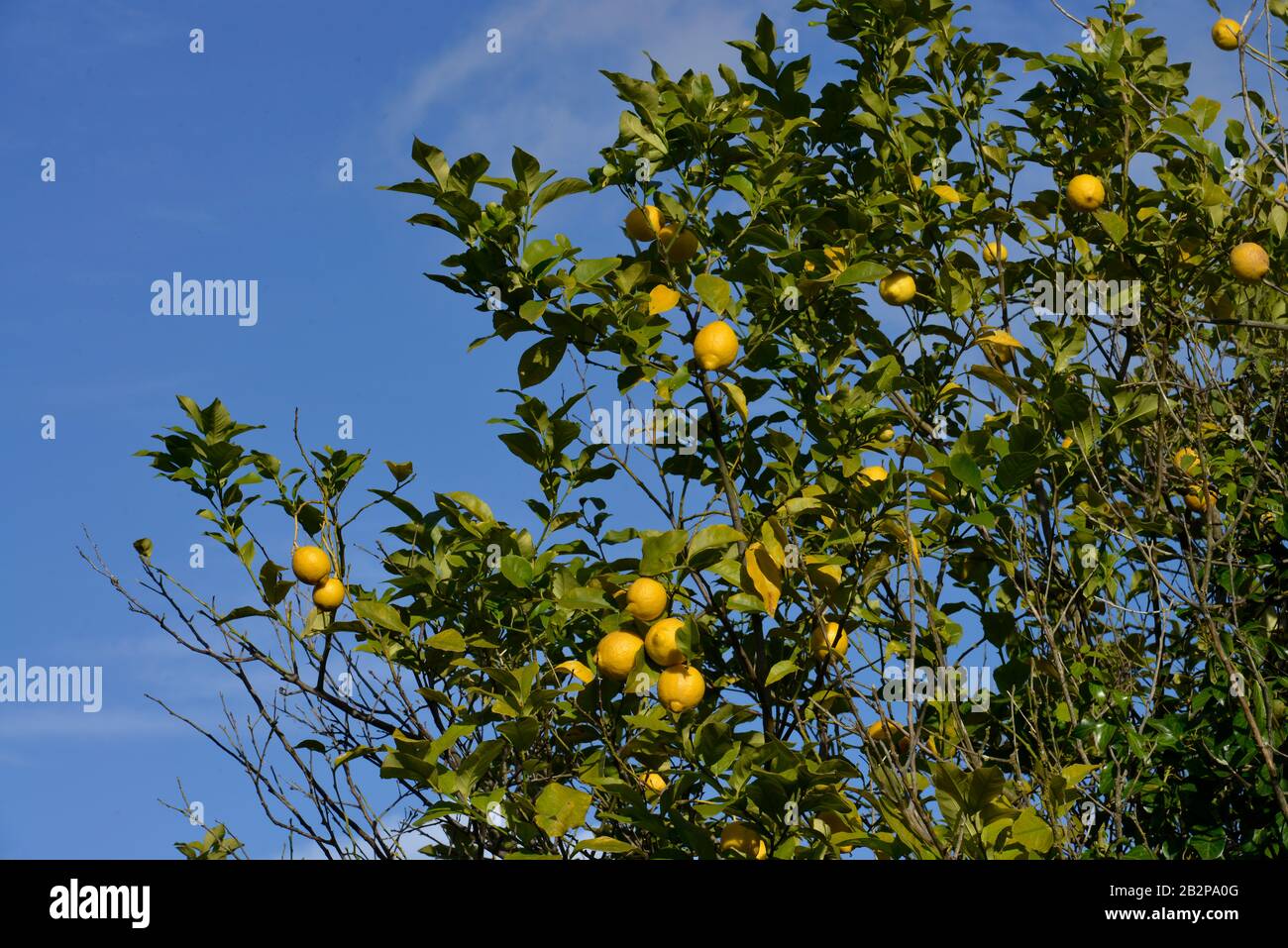 Zitronen, Sizilien, Italien Stock Photo - Alamy
