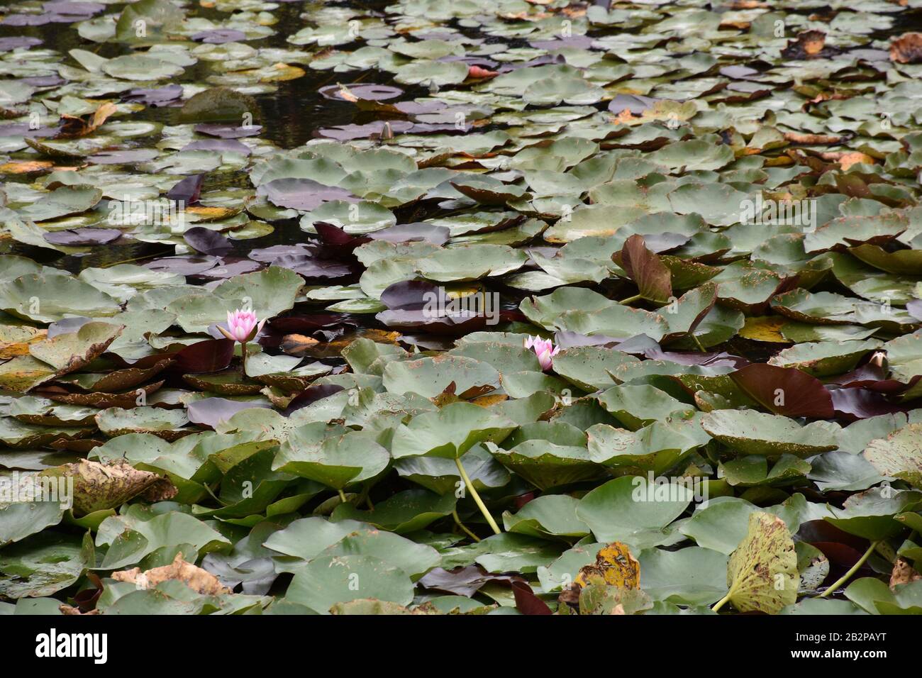 Lotus flowers among wide green leaves float on the water surface Stock