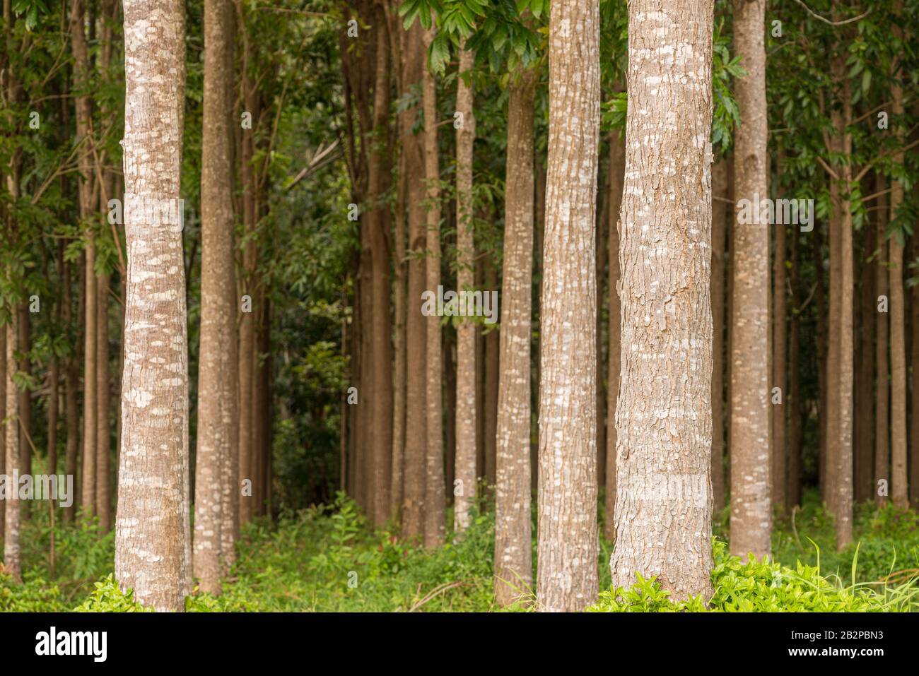 Pathway of the Wai Koa Loop trail or track leads through plantation of Mahogany trees in Kauai, Hawaii, USA Stock Photo