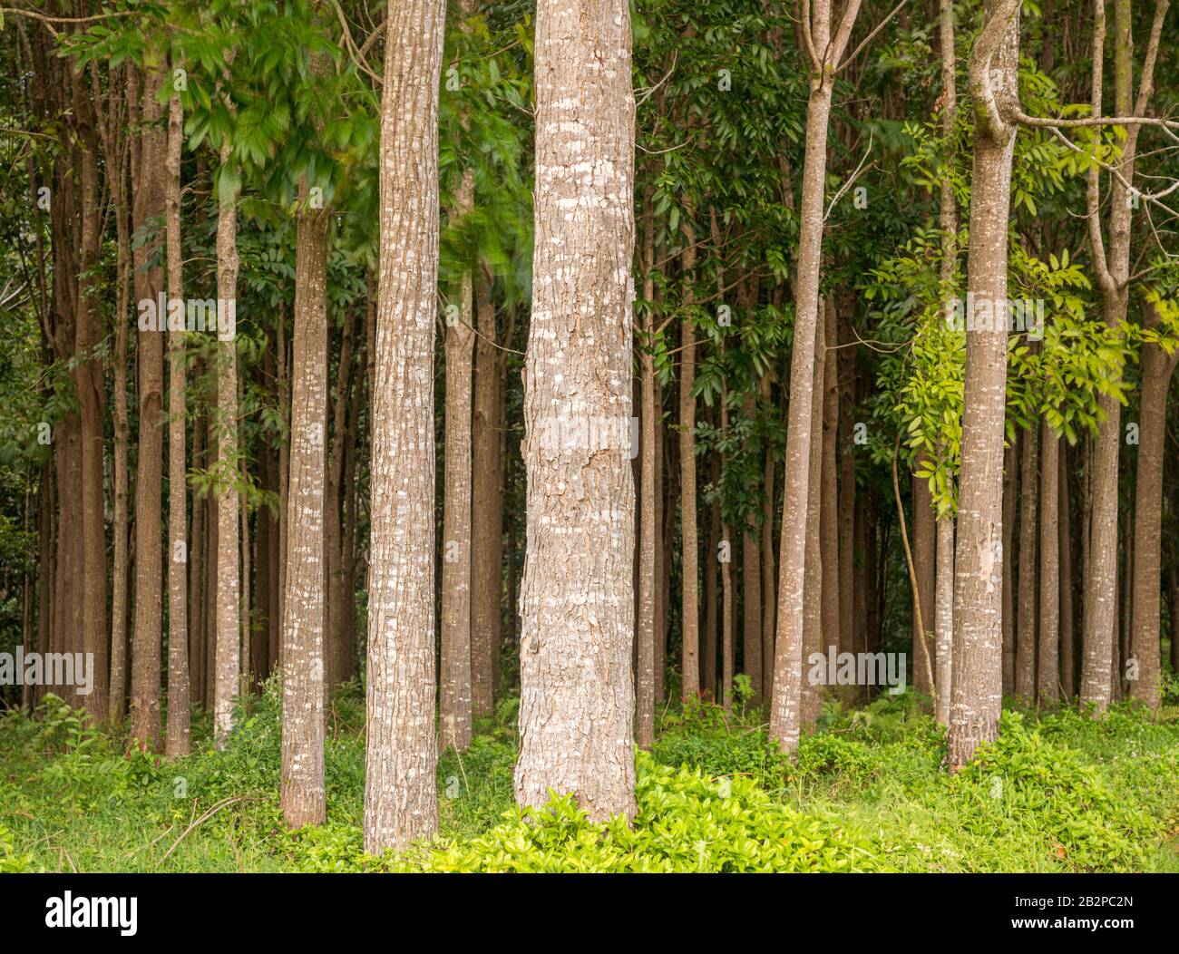 Pathway of the Wai Koa Loop trail or track leads through plantation of Mahogany trees in Kauai, Hawaii, USA Stock Photo