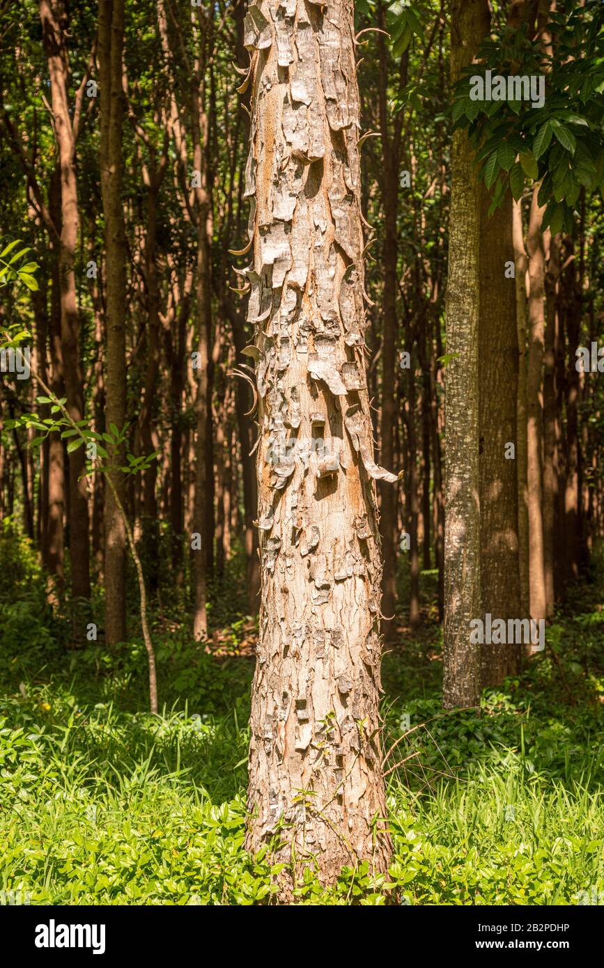 Pathway of the Wai Koa Loop trail or track leads through plantation of Mahogany trees in Kauai, Hawaii, USA Stock Photo