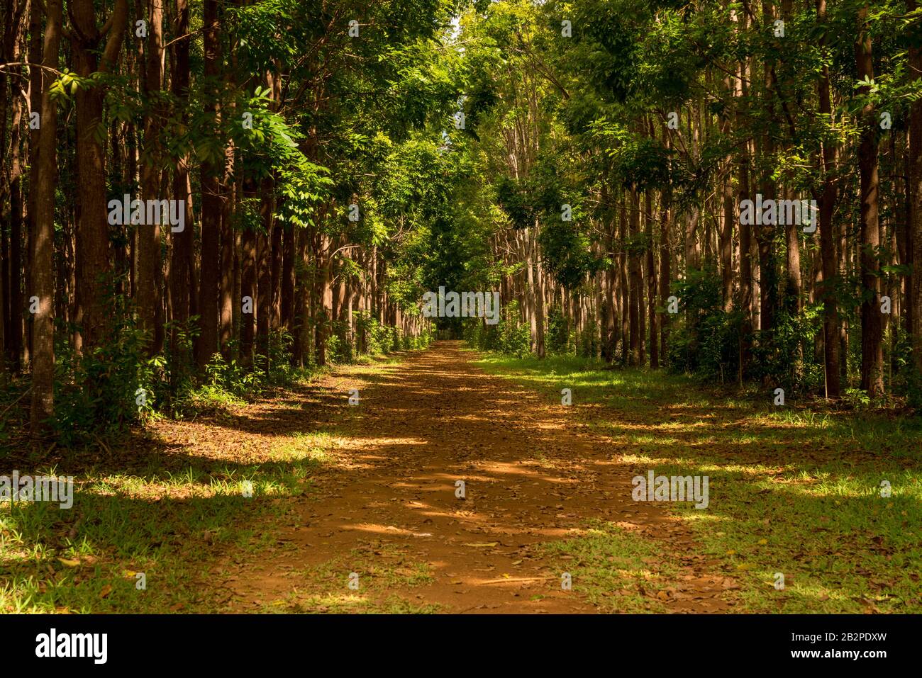 Pathway of the Wai Koa Loop trail or track leads through plantation of Mahogany trees in Kauai, Hawaii, USA Stock Photo