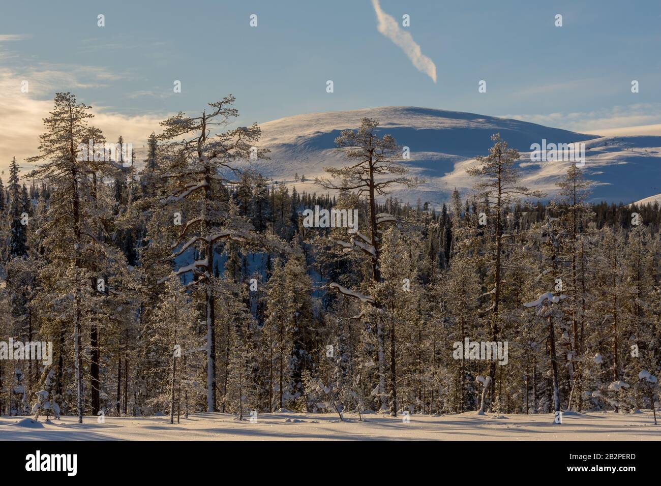 Snowy forest and fells in Lapland in Finland Stock Photo