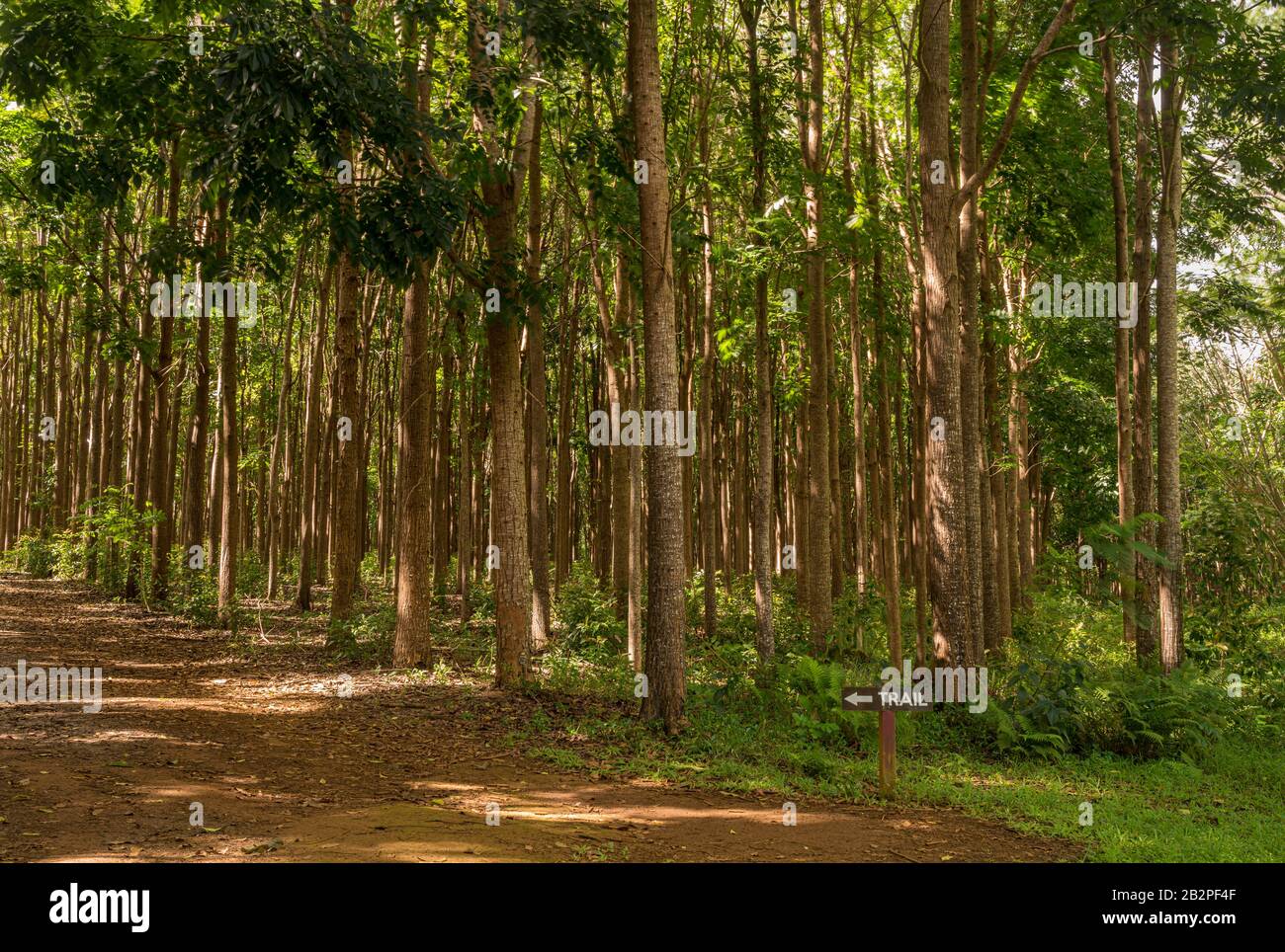 Pathway of the Wai Koa Loop trail or track leads through plantation of Mahogany trees in Kauai, Hawaii, USA Stock Photo