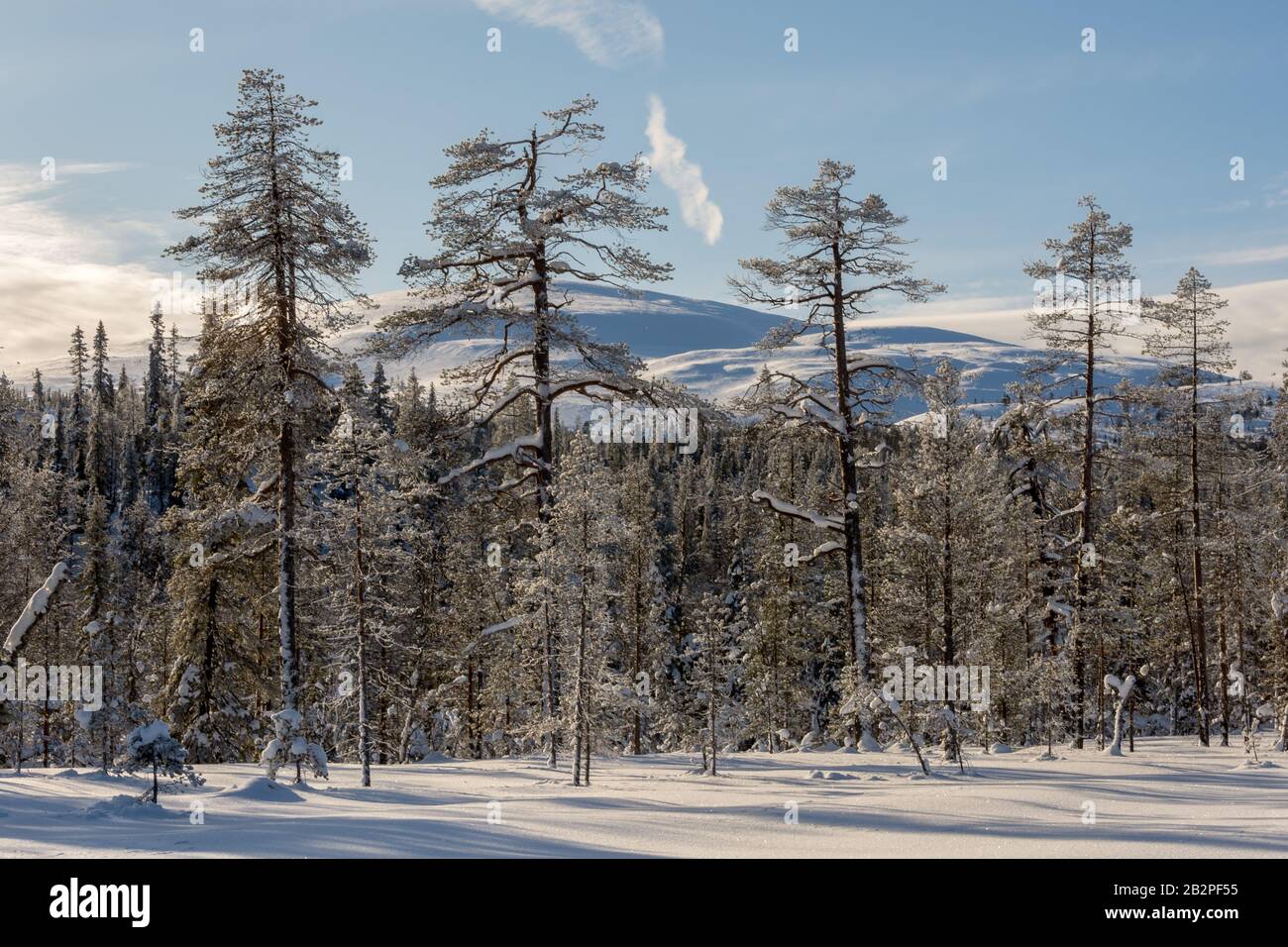 Snowy forest and fells in Lapland in Finland Stock Photo