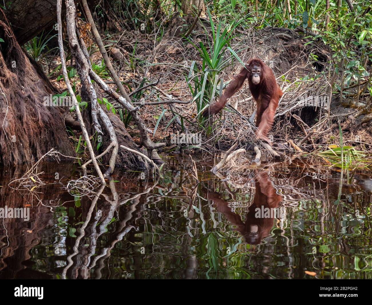 Orangutan in water on the river bank East Kalimantan Tanjung Puting national park Stock Photo