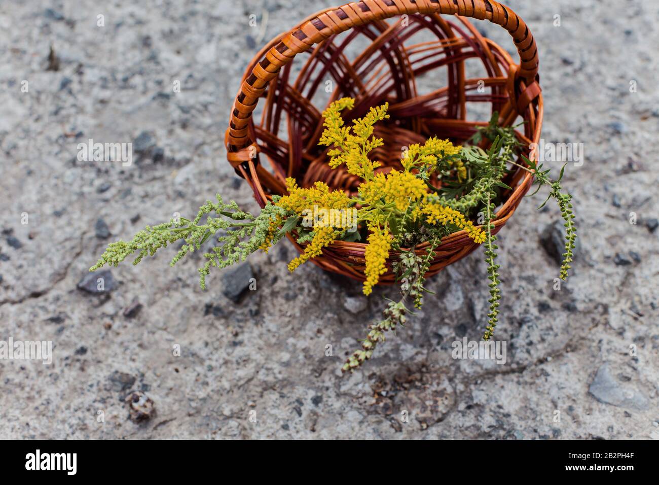 Comparison of Solidago, wormwood or Artemisia absinthium and Ambrosia flowering in summer. Soft focus. Collected medicinal plants on a concrete slab. Stock Photo