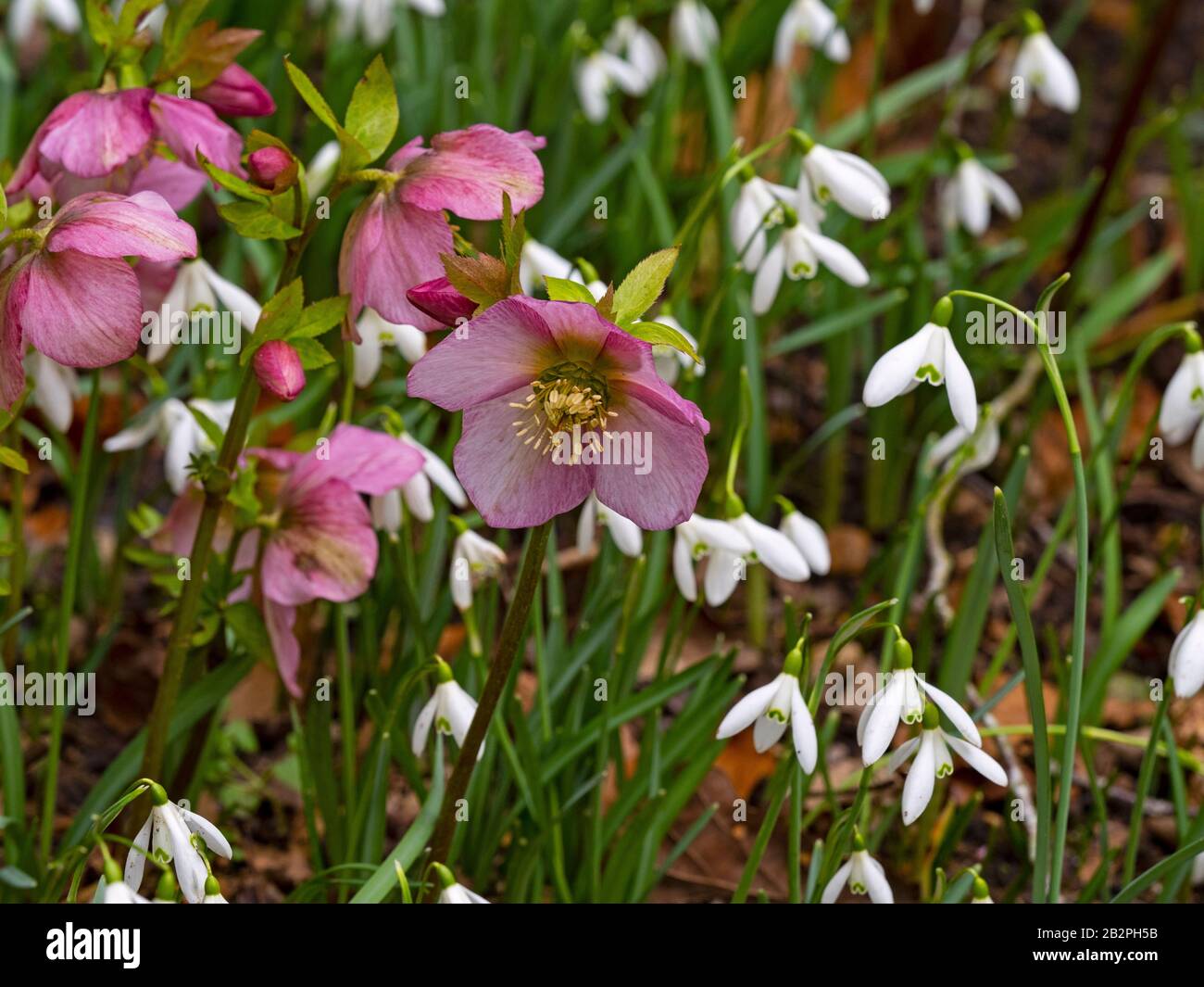 Helleborus purpurascens and snowdrops in Norfolk garden Stock Photo