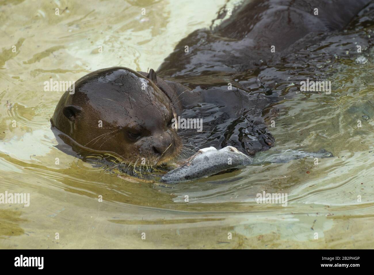 Portrait of a cute giant otter eating a fish in the water Stock Photo