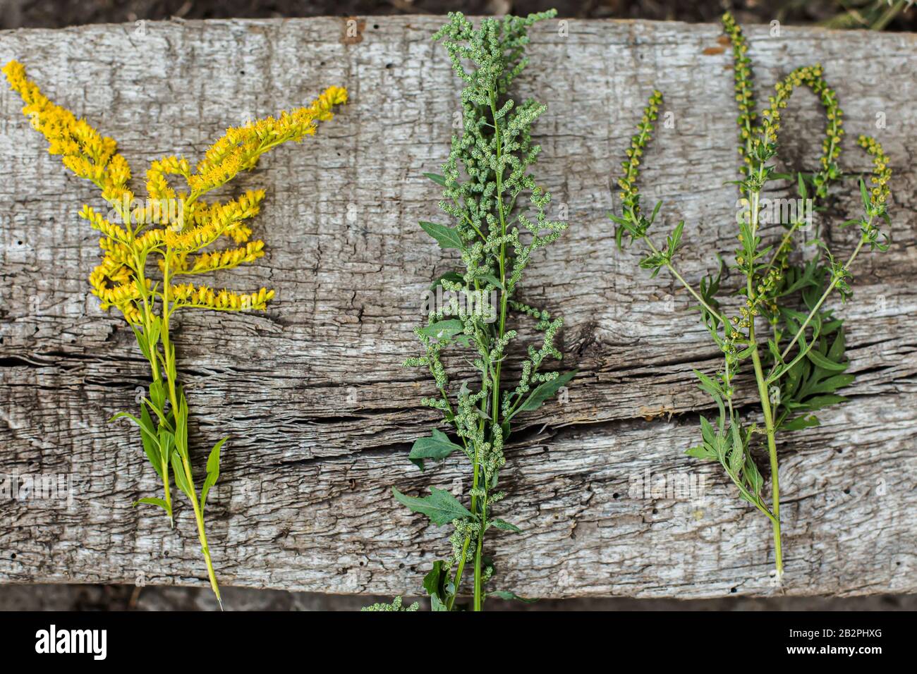 Comparison of Solidago, wormwood or Artemisia absinthium and Ambrosia flowering in summer. Soft focus. Collected medicinal plants on a concrete slab. Stock Photo