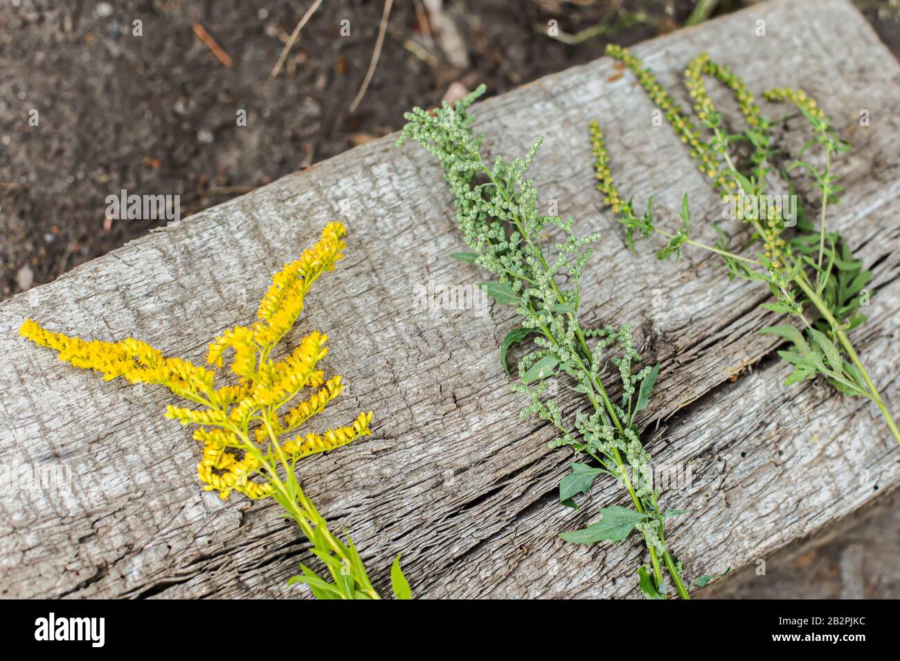 Comparison of Solidago, wormwood or Artemisia absinthium and Ambrosia flowering in summer. Soft focus. Collected medicinal plants on a concrete slab. Stock Photo