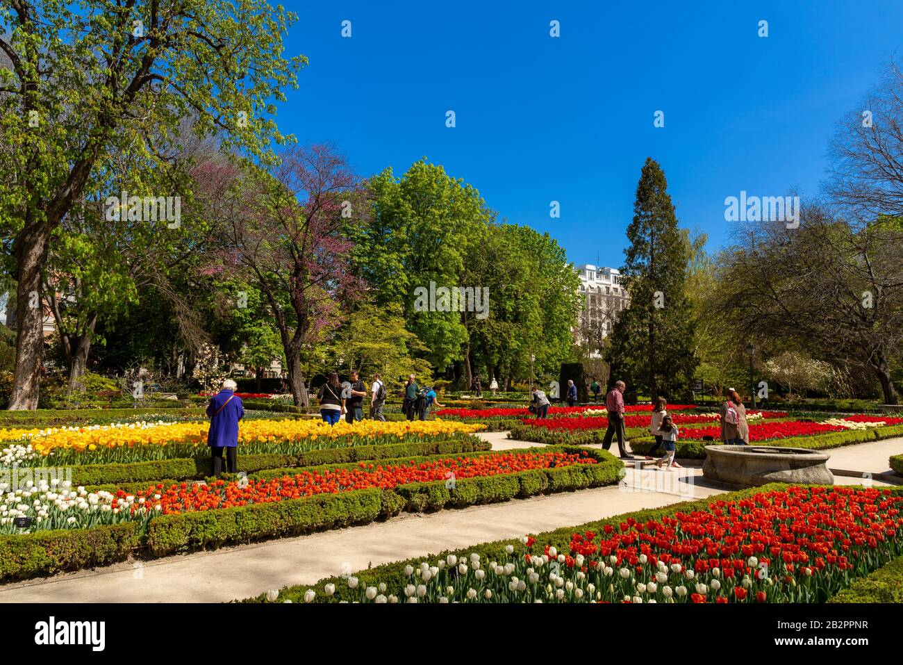 Tulips in the Royal Botanical Gardens, Madrid, Spain Stock Photo