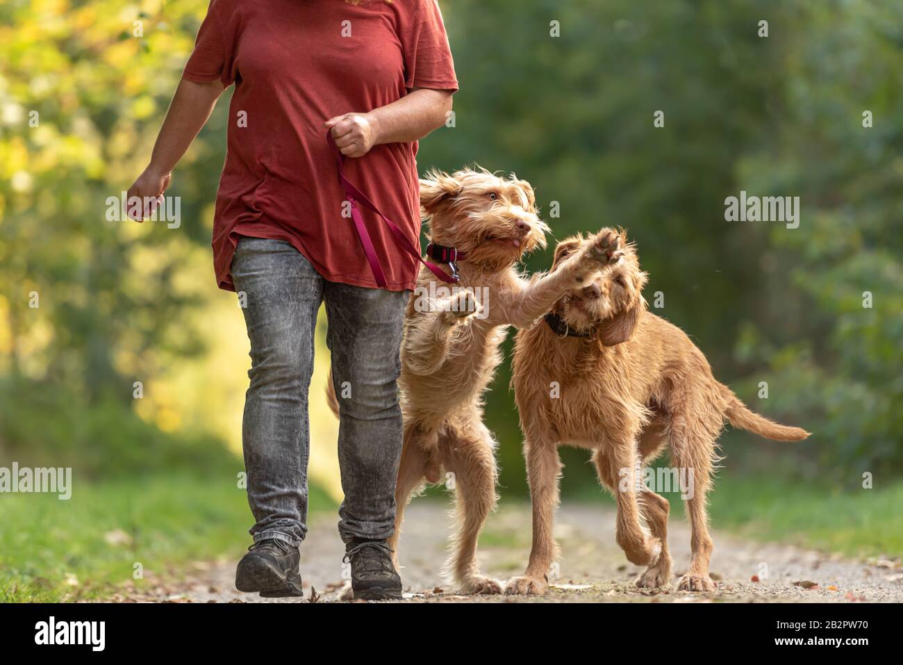 Young and old Magyar Vizsla.  One female dog handler is walking with her two funny and cheeky dog on the road in a forest Stock Photo