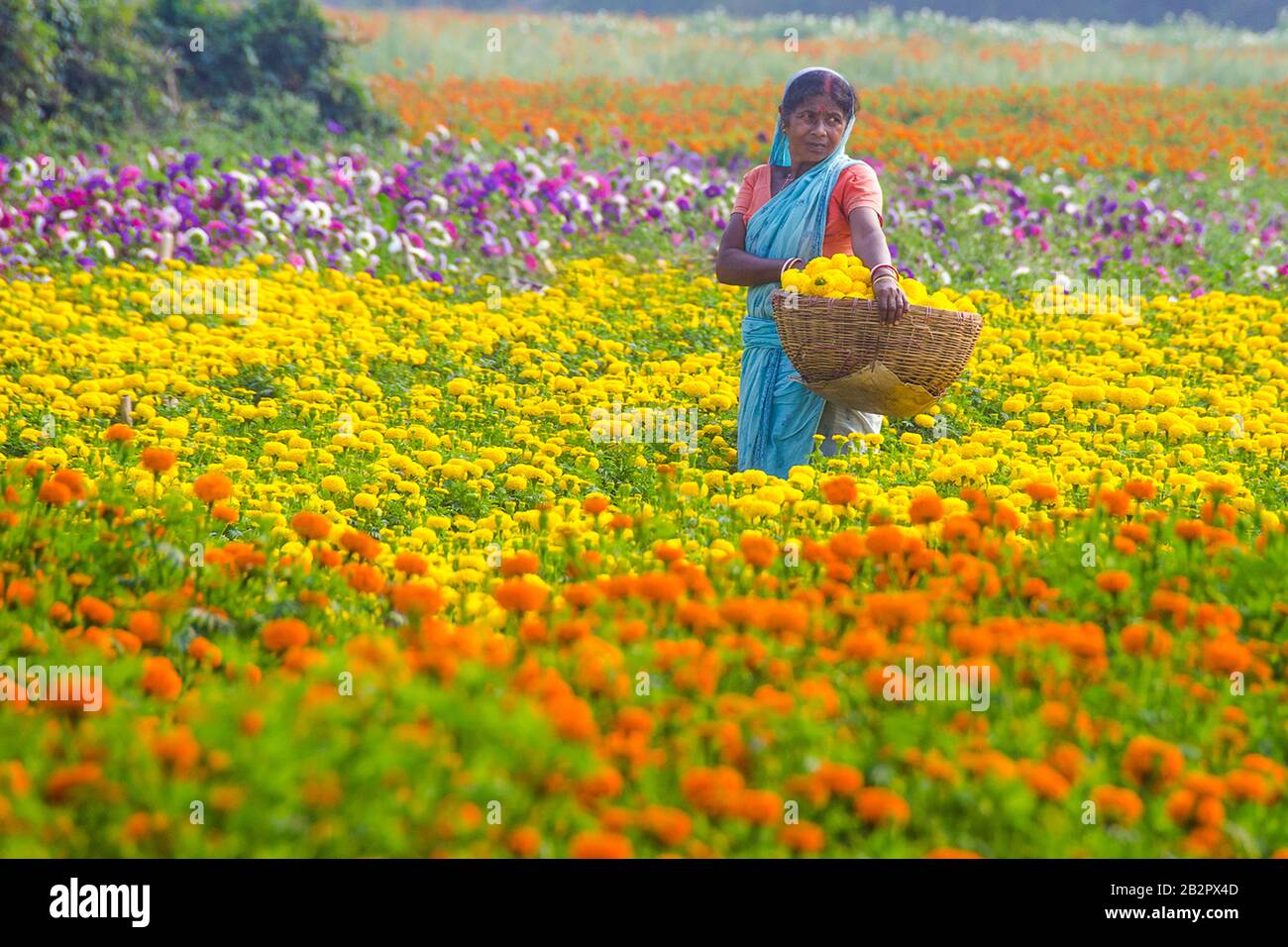female flower farmer at rural medinipore Stock Photo