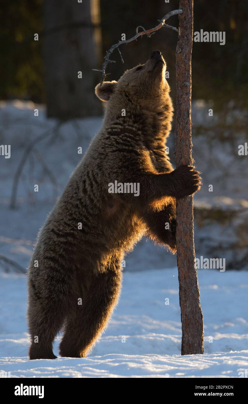 Brown bear stands on its hind legs by a pine tree in winter forest at sunset light. Scientific name: Ursus arctos. Natural habitat. Winter season. Stock Photo