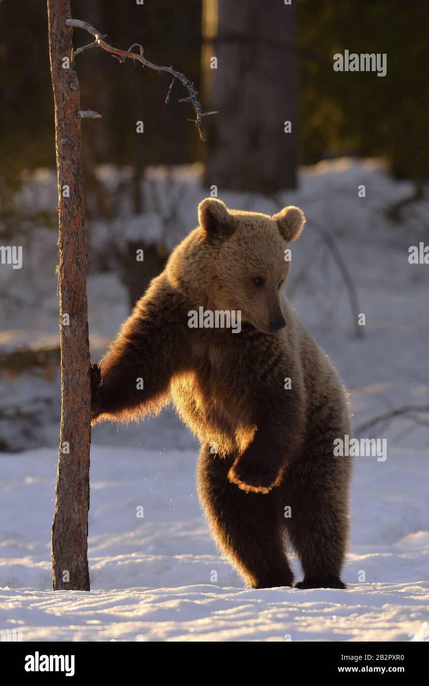 Brown bear stands on its hind legs by a pine tree in winter forest at sunset light. Scientific name: Ursus arctos. Natural habitat. Winter season. Stock Photo