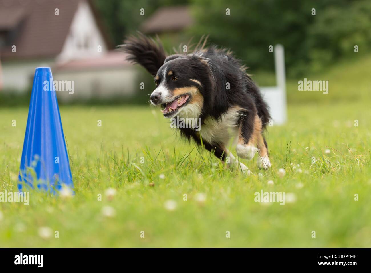 how fast can a border collie run