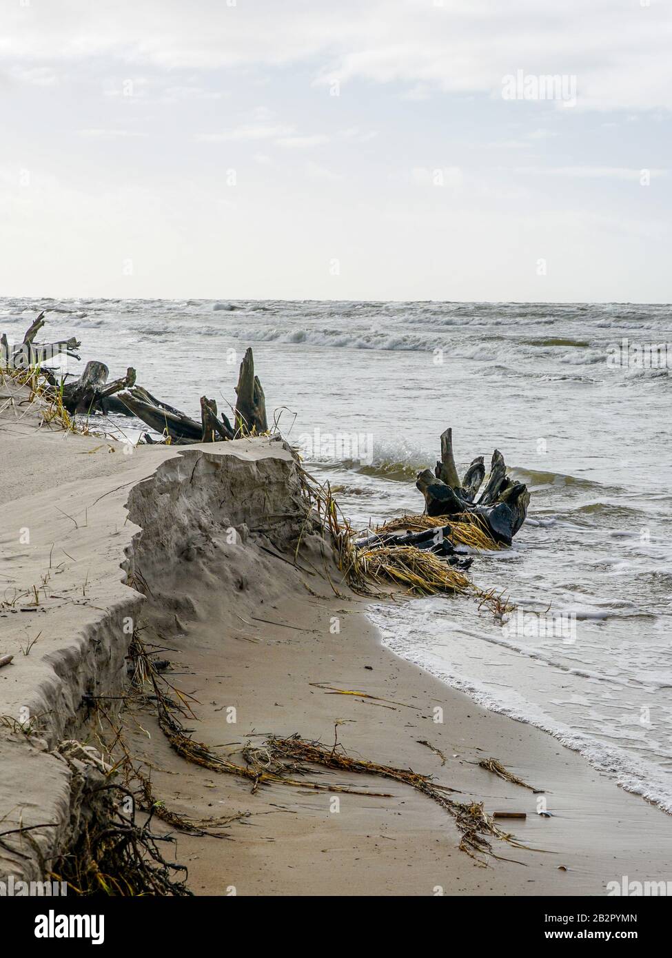 Strong wind tree coast hi-res stock photography and images - Alamy