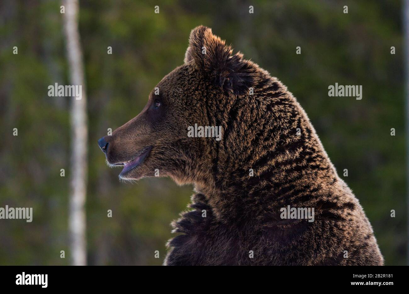 Close up portrait of Brown bear. Scientific name: Ursus arctos. Natural