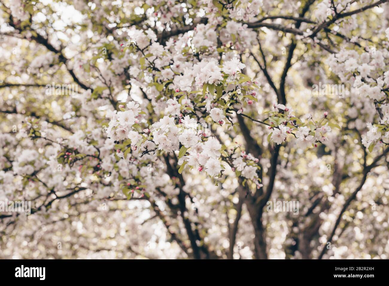 Blooming sakura tree. Pink flowers, natural spring background Stock