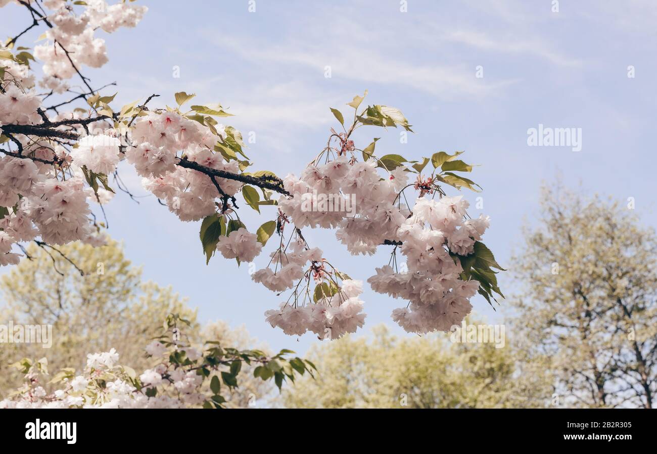 Blooming sakura tree. Pink flowers, natural spring background. Stock Photo