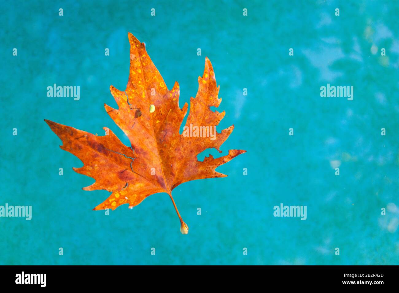 A beautiful orange leaf swims in clear turquoise water. Contrast. Autumn. Stock Photo