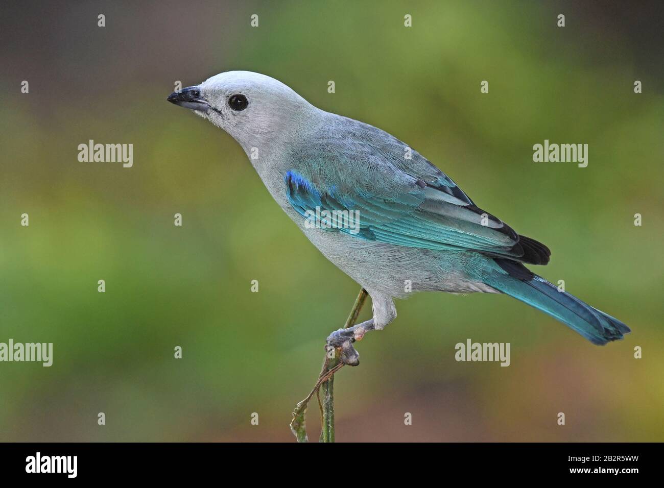 Blue grey tanager Stock Photo Alamy