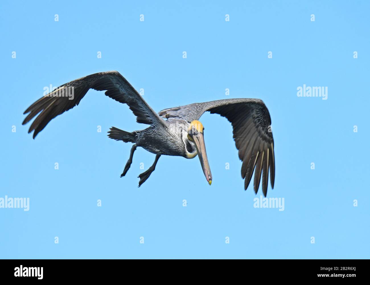 Brown pelican  mid air over the Pacific Stock Photo